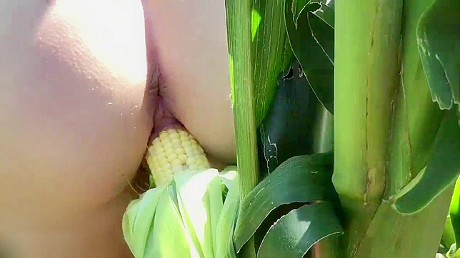 日本の農場売春婦が畑の大きなトウモロコシで自慰にふける