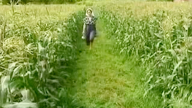 揺れ動く稲の中、農家の壮年の娘が殴られる